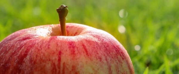 appelschil